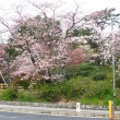 小道と桜