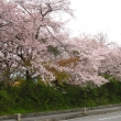 道沿いの桜並木