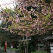 車折神社の葉桜