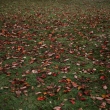 落ち葉のじゅうたん