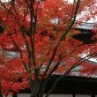 東福寺の鮮やかに紅葉した木