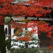 東福寺経蔵と鮮やかに紅葉した木々