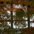 東福寺の徐々に色づく木