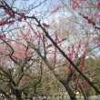 京都御苑　梅の木々