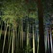 北野天満宮　夜の竹