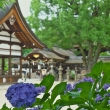 藤森神社と紫陽花