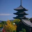 東寺の五重塔と銀杏