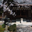 安楽寿院大師堂前の桜
