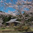 大御堂観音寺の本堂と桜