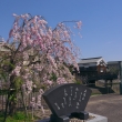 安居橋と枝垂れ桜
