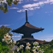 善峯寺の多宝塔と秋明菊