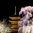 京都１本桜２、東寺