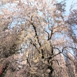 六角堂の枝垂れ桜2019