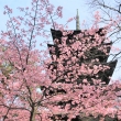 東寺の河津桜2020