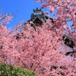 長徳寺の桜2020