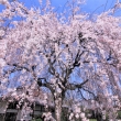 本満寺の桜2021