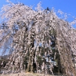 千本釈迦堂の桜2021