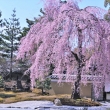 高台寺の桜2021