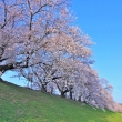 背割堤の桜2021