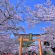 平野神社の桜2021