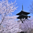 東寺の桜2021