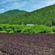 大原の紫蘇畑