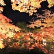 醍醐寺の紅葉ライトアップ2021