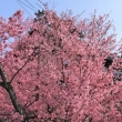 長徳寺のおかめ桜2022