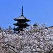 仁和寺の桜2022
