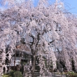 本満寺の桜2022