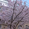 旧成徳学舎の桜2023