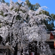 平野神社の桜2023
