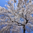 京都御苑の桜2023
