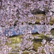 高台寺の桜2023