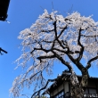 産寧坂の桜2023