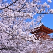清水寺の桜2023