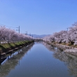 前川堤の桜2023