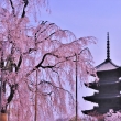 東寺の桜2023
