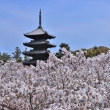 仁和寺の桜2023-1