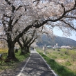 桂川沿いの遊歩道の桜並木