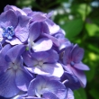 可愛らしい紫陽花の花