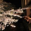 祇園白川　夜の桜