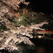 祇園の橋と桜