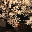 祇園　満開の桜