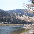 満開の桜と嵐山