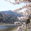 春の日差しを浴びる嵐山の桜