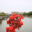八条ヶ池と真っ赤なキリシマツツジ