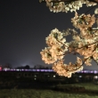 桜ライトアップと渡月橋