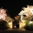夜桜と門