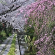 哲学の道の染井吉野と枝垂れ桜